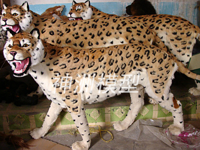 動物模型